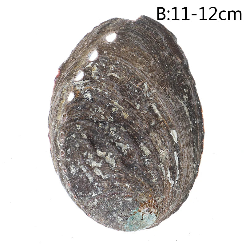 Abalone Shells For Purification, Peace & Meditation - MysticPavilion